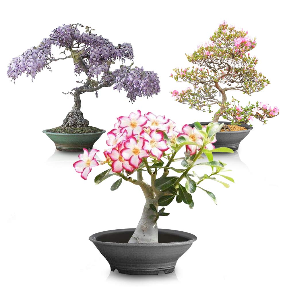 Amazon.com : Flowering Bonsai Tree Seed Bundle #2 - All